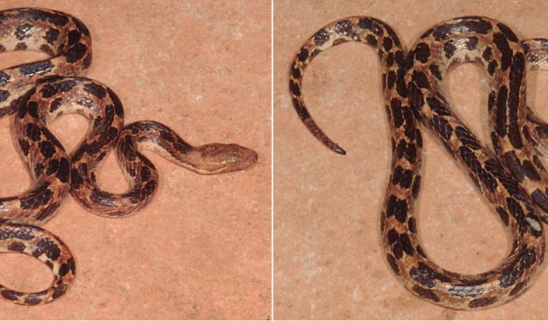 «Tropidophis steinleini», la nueva especie de serpiente hallada en Cuba